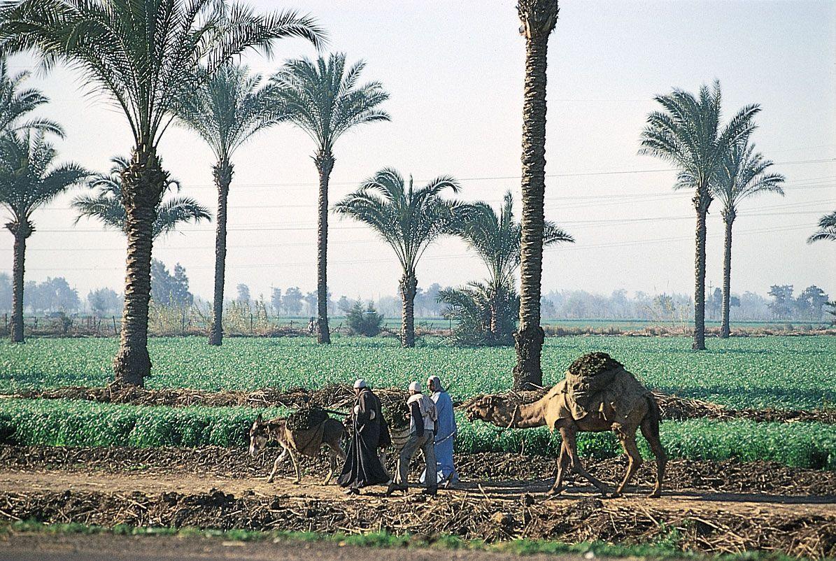 Egyptian Agricultural Export